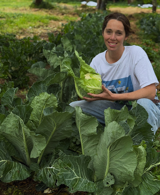 Organic Cauliflower (small)
