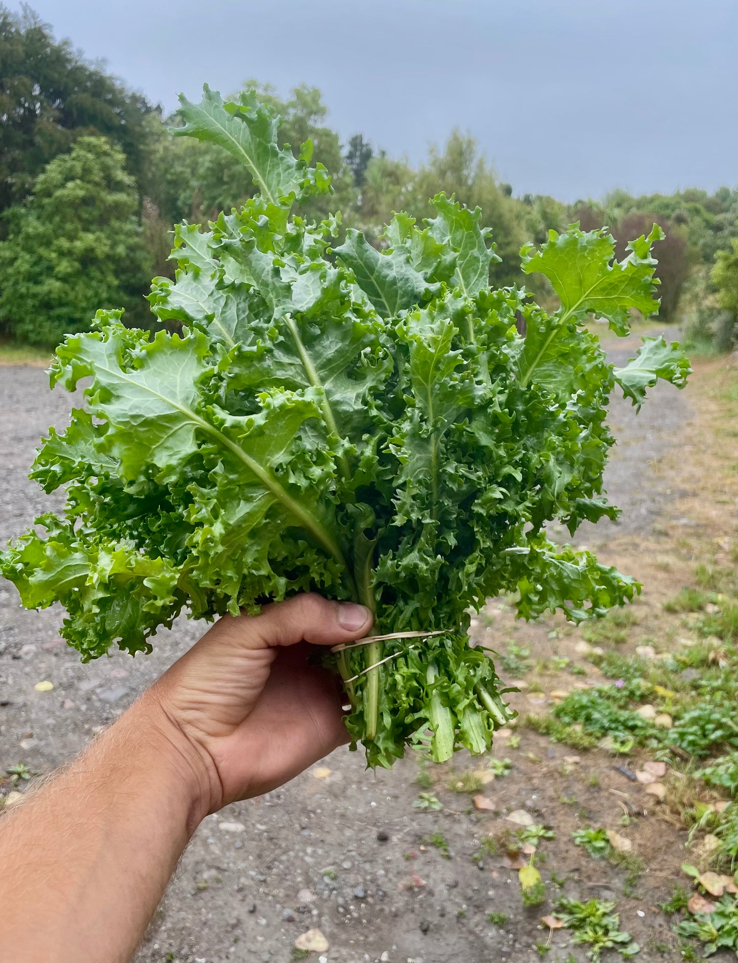 Organic Endive