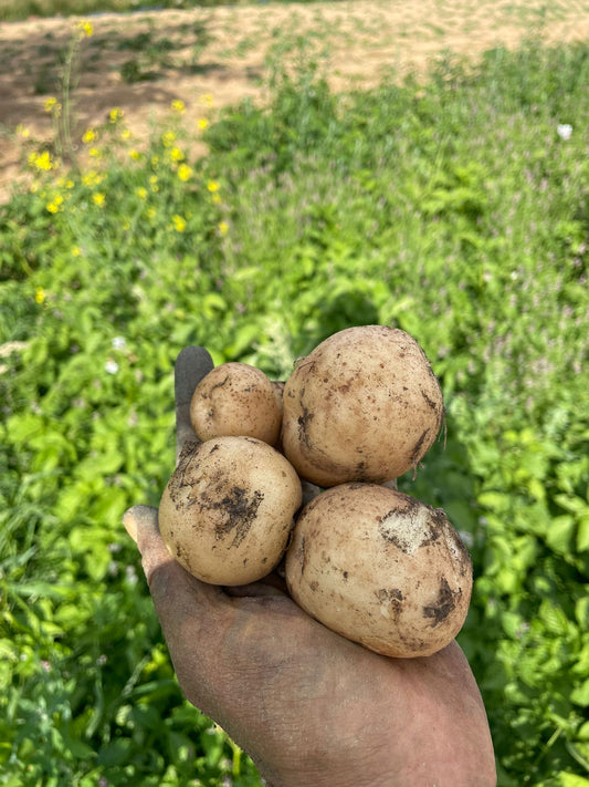 Organic Jersey Bennes Potatoes 1kg