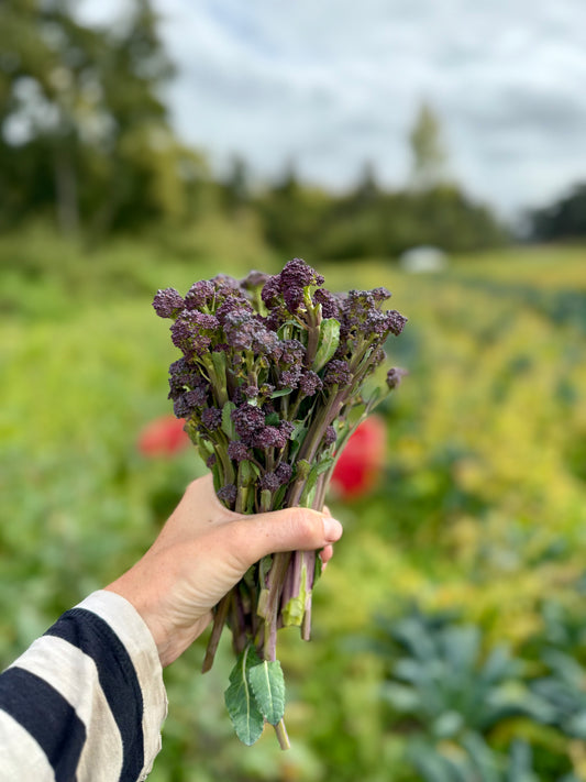 Organic sprouting broccoli (broccolini)