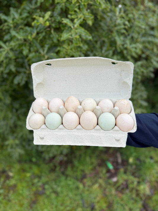 Free range duck eggs (dozen)