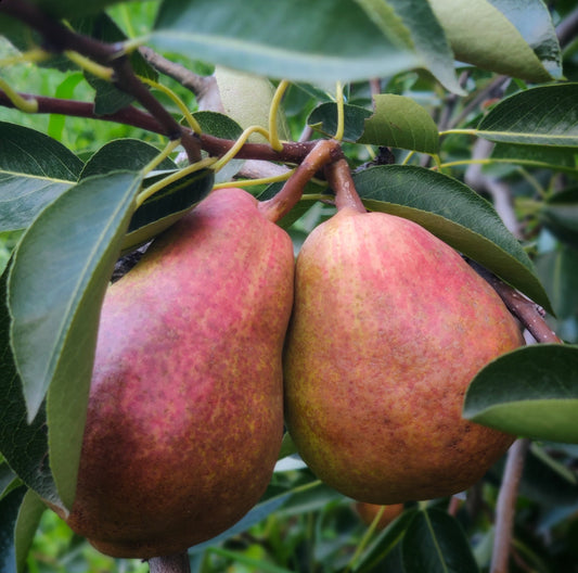 Organic Red Barrett pears (1kg)