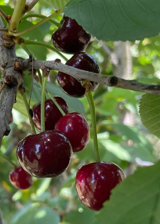 Organic Cherries (punnet)