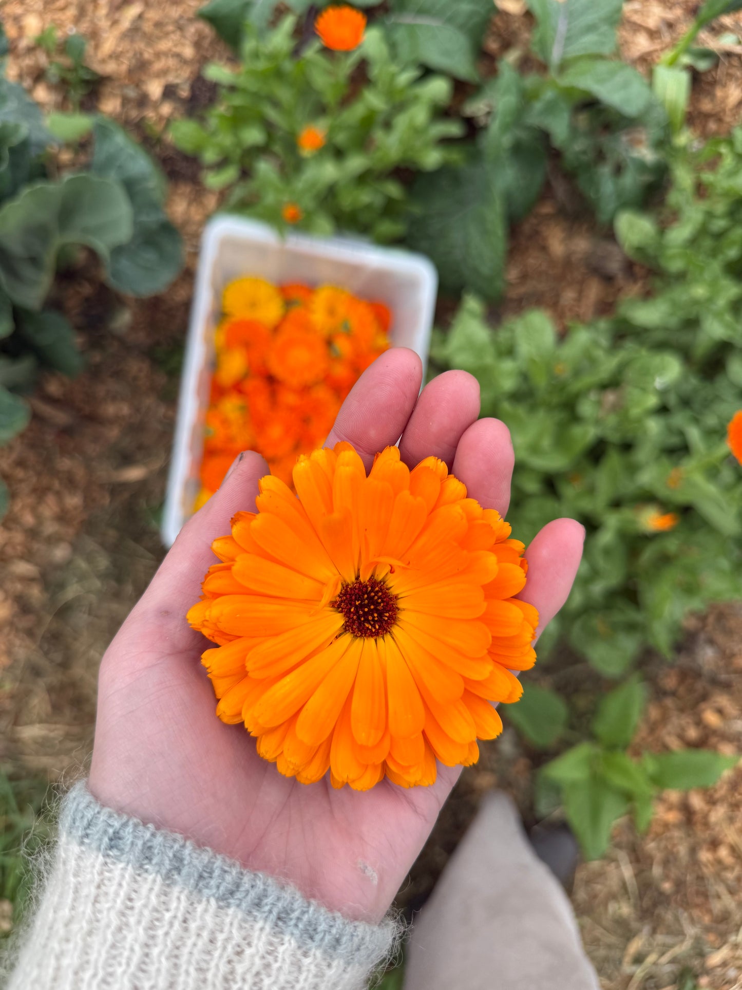 Calendula flowers (200g)
