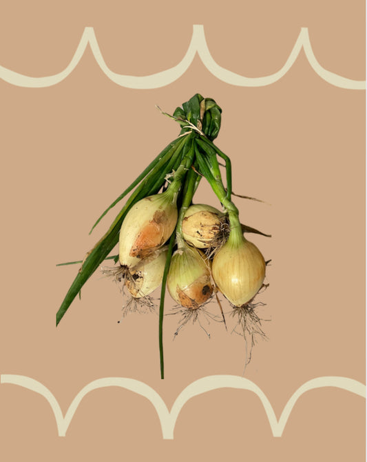 Organic Fresh Brown Onions (1kg)
