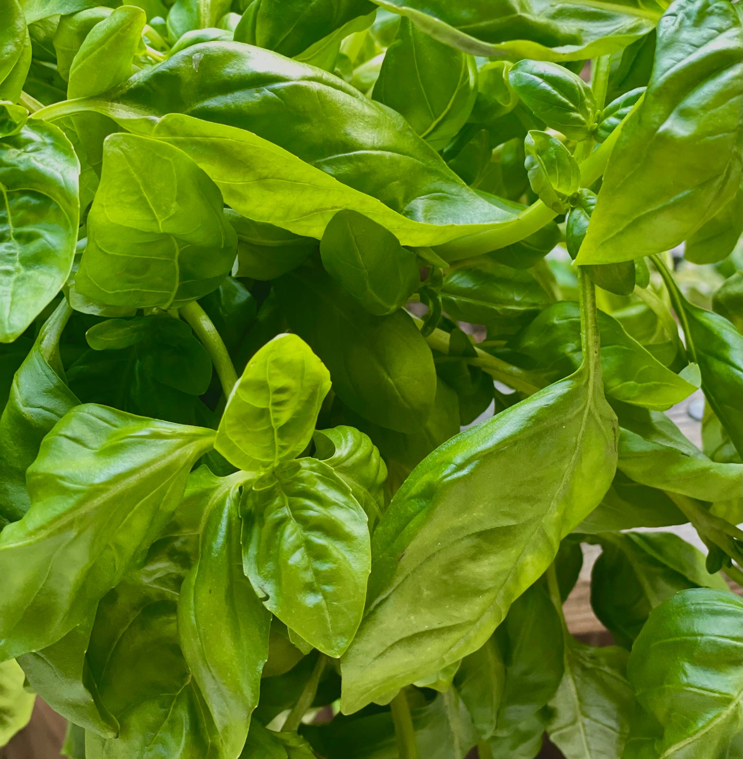 Organic Basil 1kg