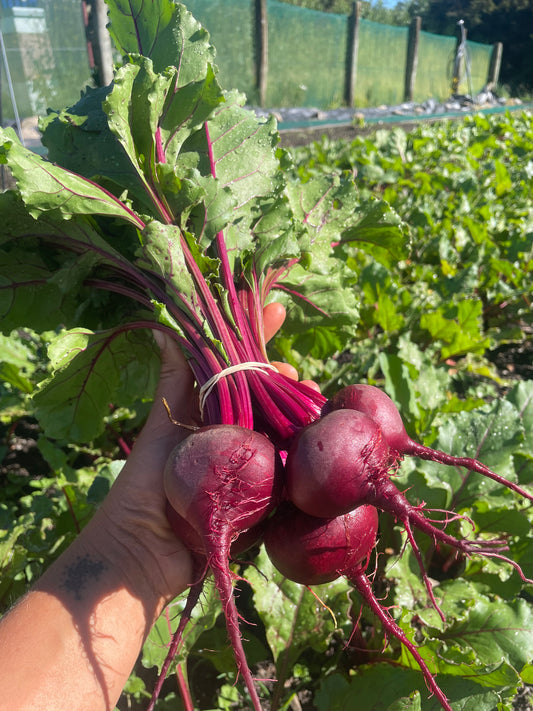 Organic beetroot
