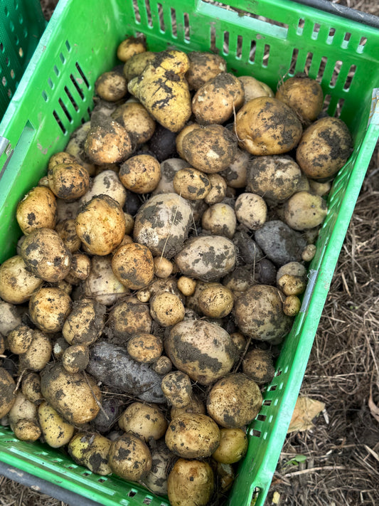 Ugly organic potatoes (1kg)