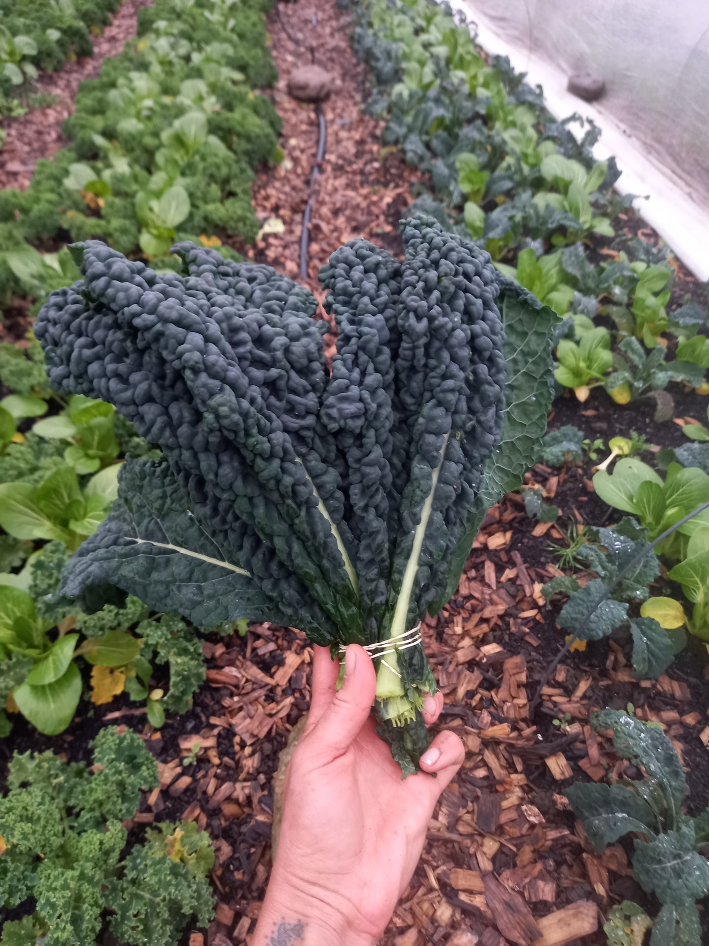 Organic Cavolo nero kale