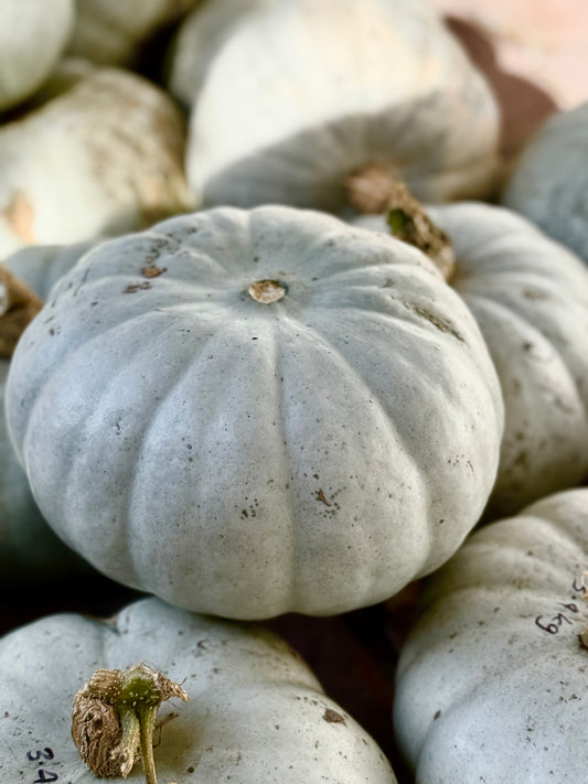 Organic Crown Pumpkin