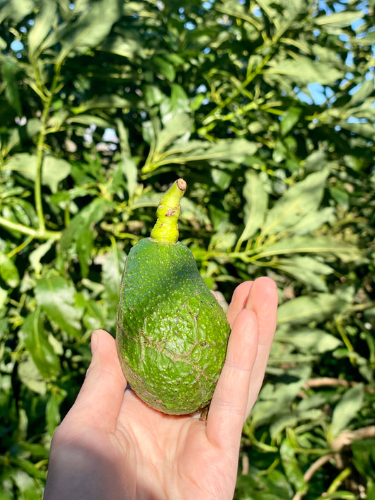 Organic Avocado