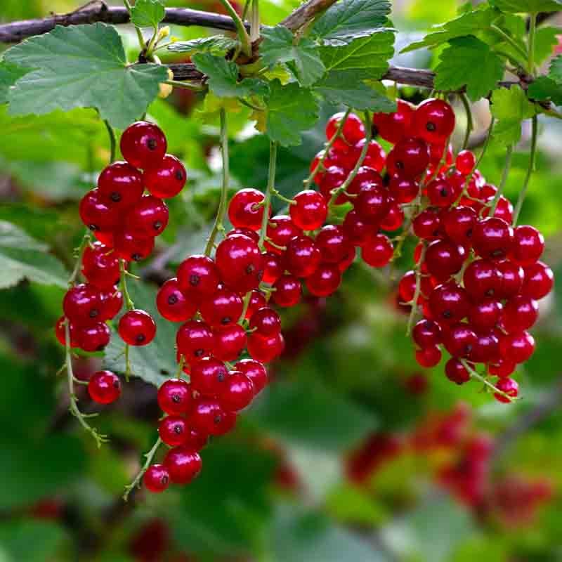 Organic red currants