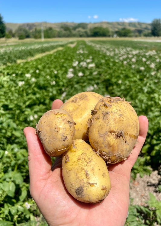 Organic Potatoes 1kg (Natascha)