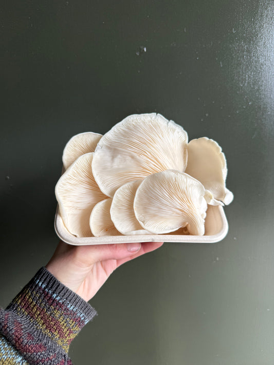 Oyster mushrooms (200g)