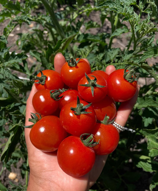 Organic cherry tomatoes