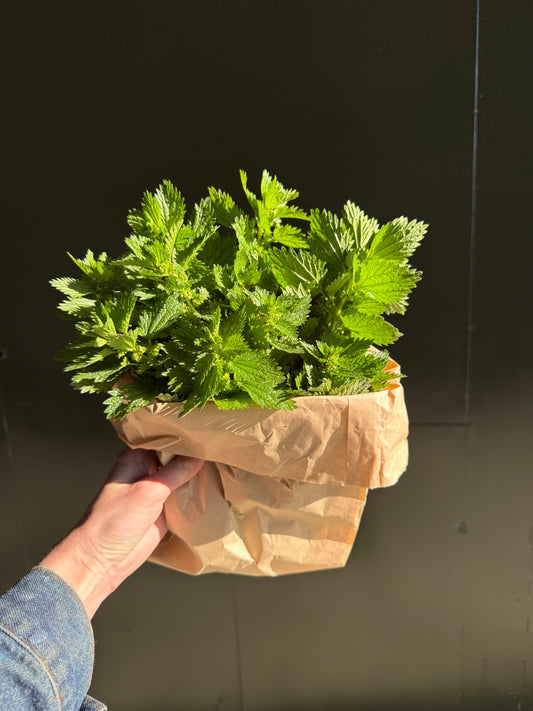 Organic Nettle