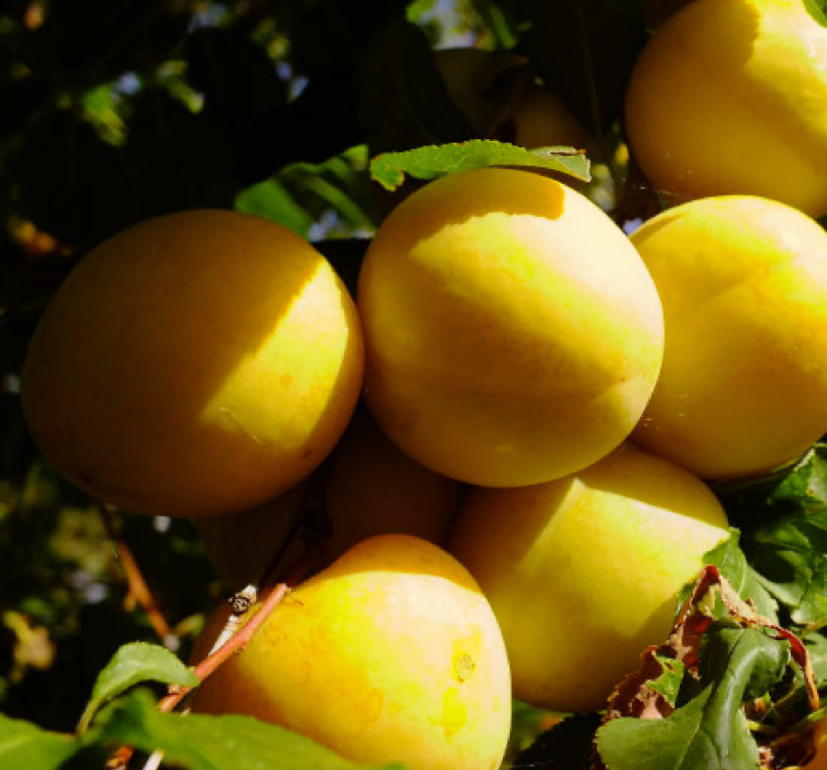 Kereru Gold plums (1kg)