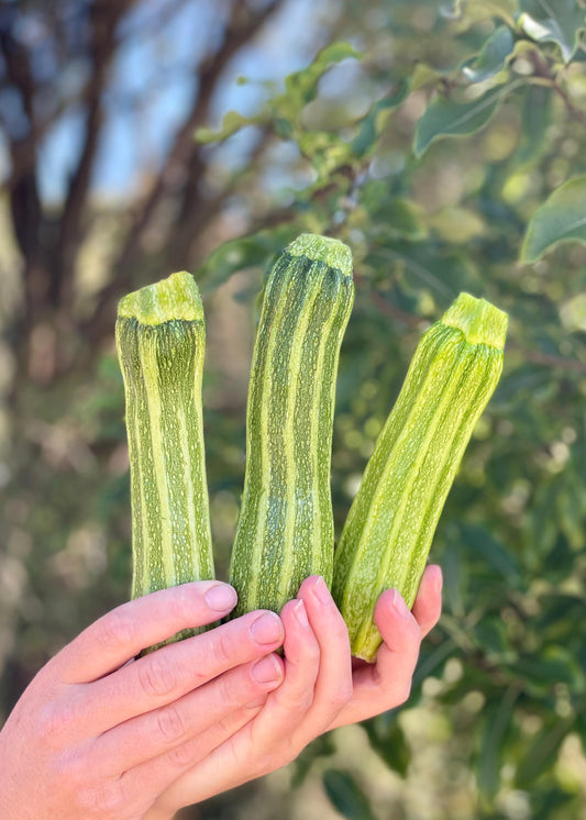 Organic striped zucchini x 3