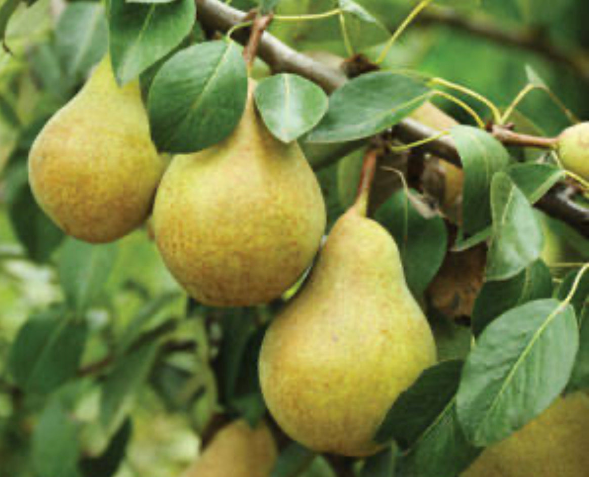 Organic St Williams Pears (1kg)