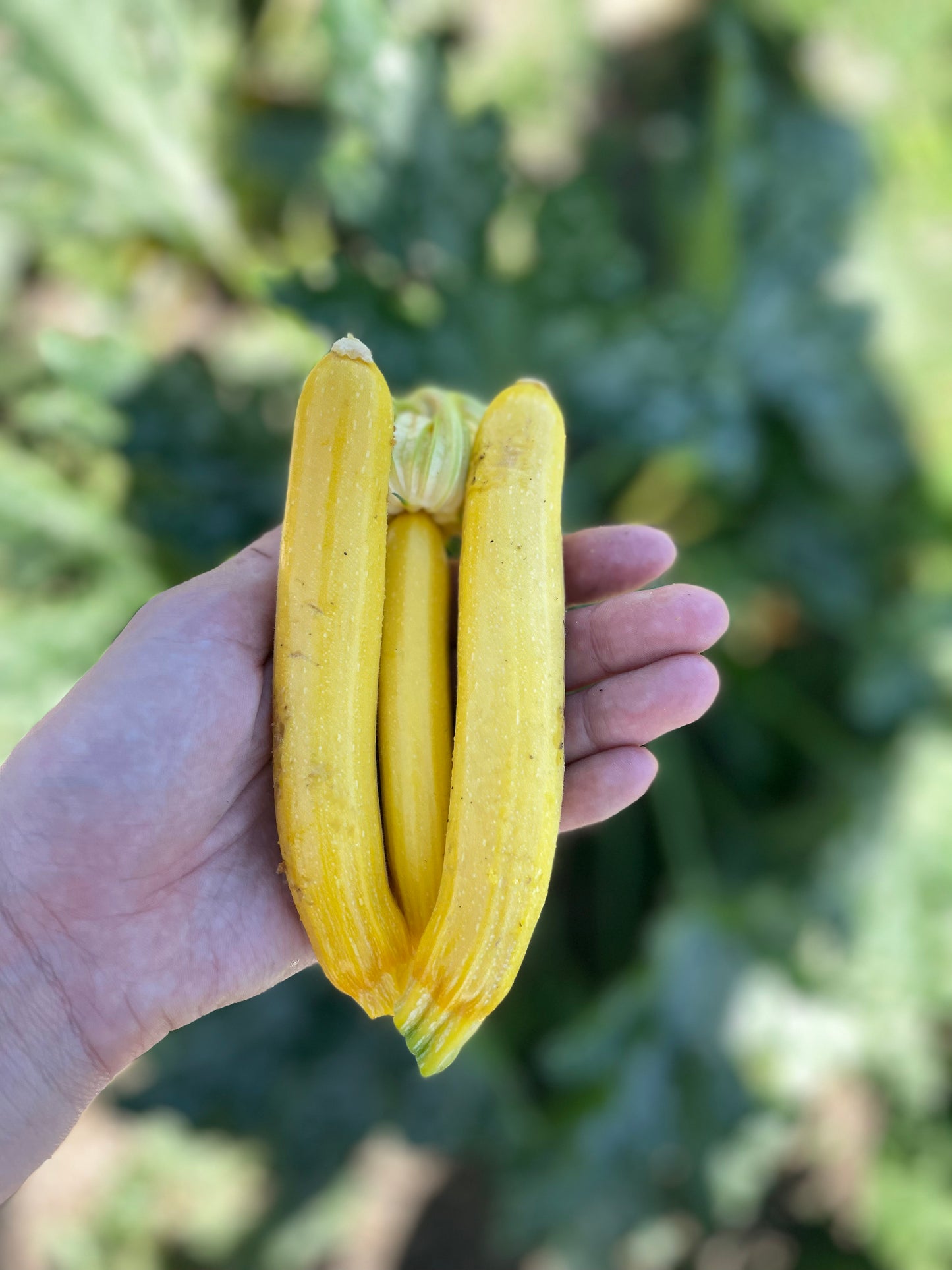 Organic yellow zucchini