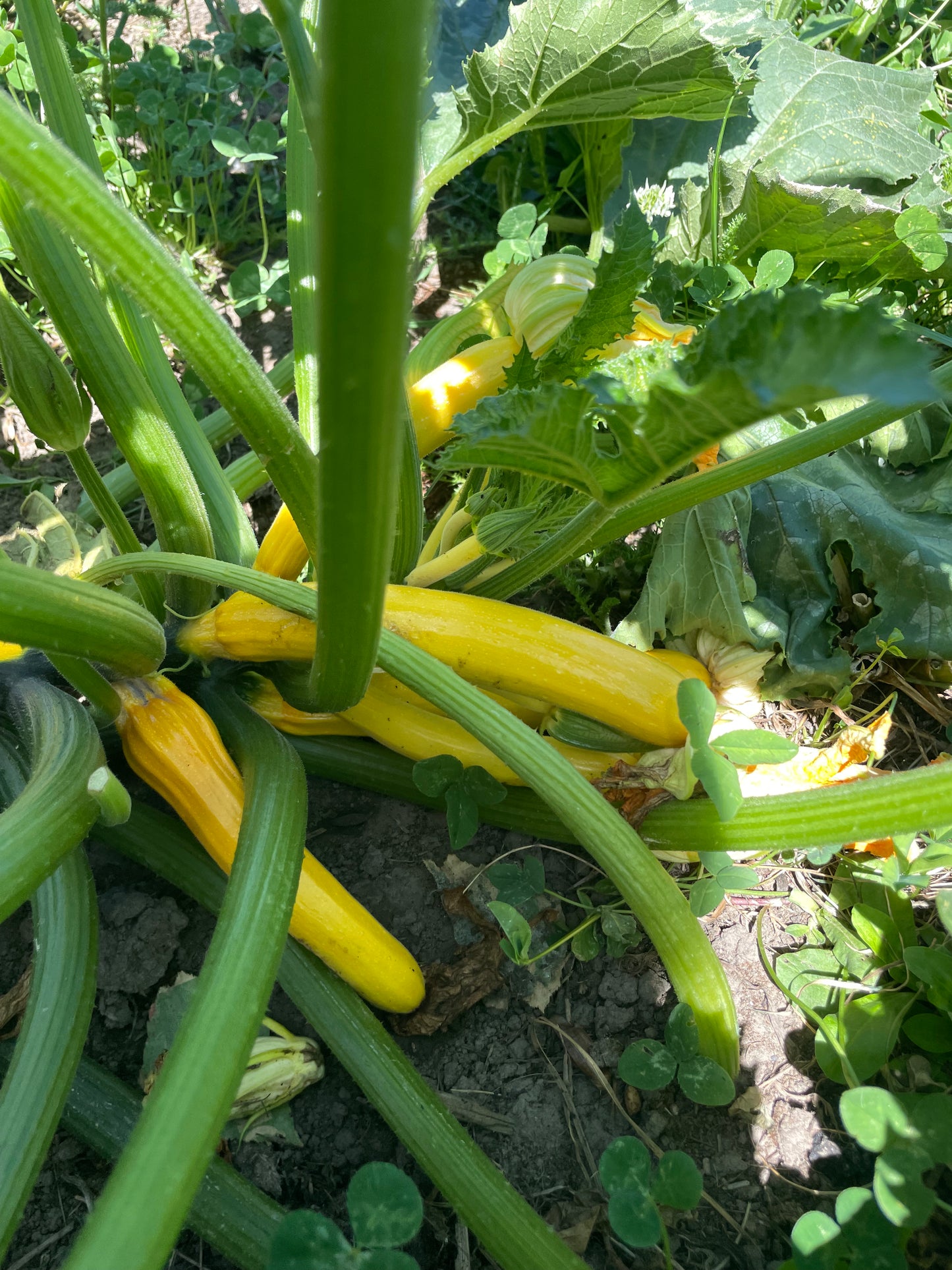 organic vegetables / little farms