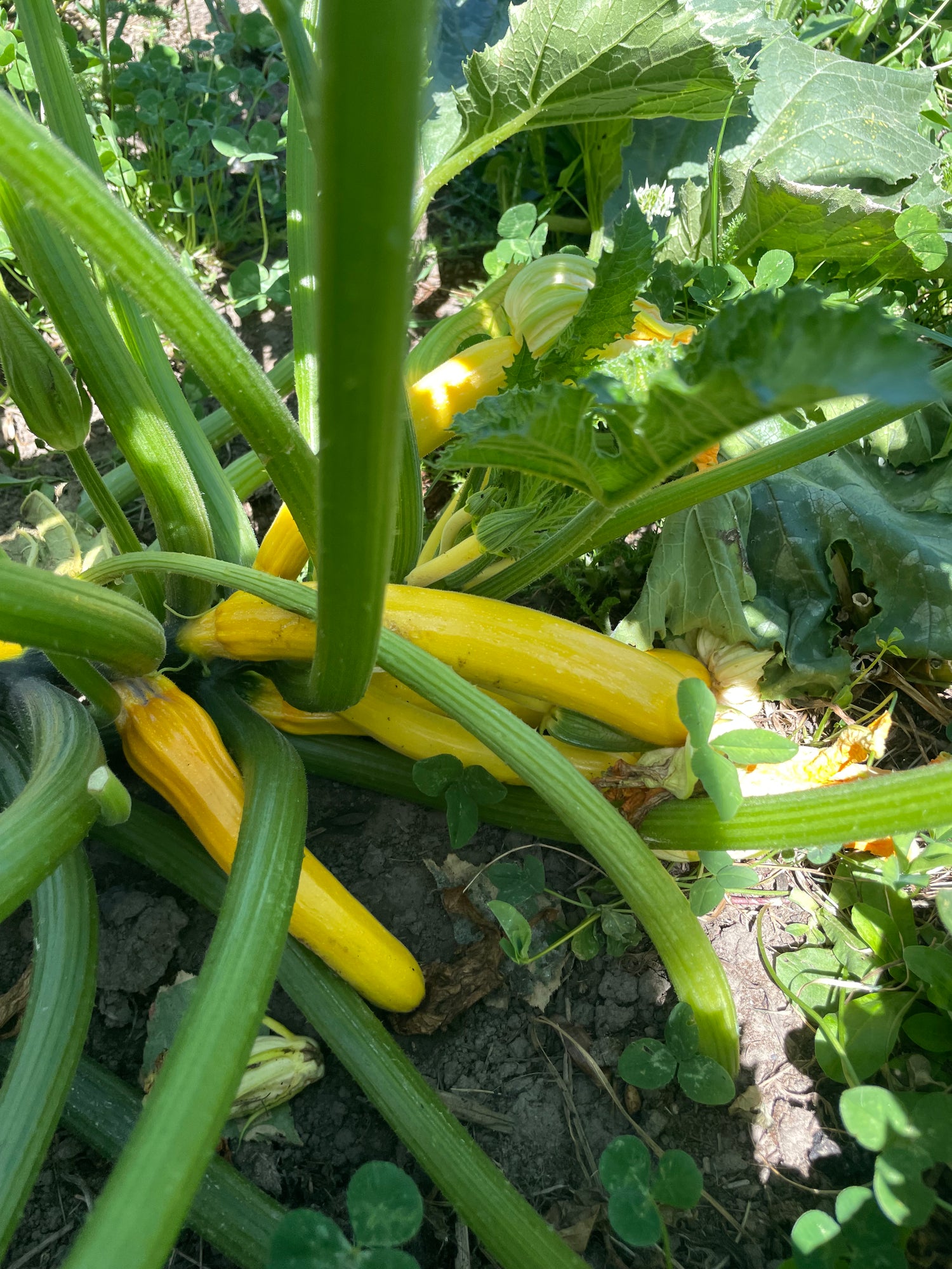 organic vegetables / little farms