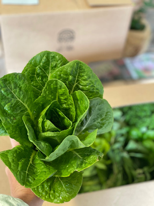 Organic baby cos lettuce x 2