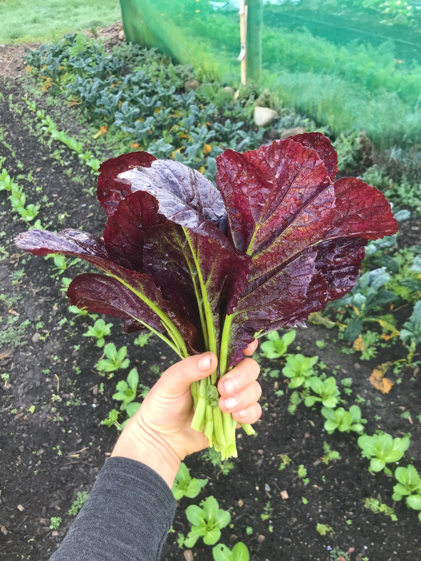 Organic purple mustard greens