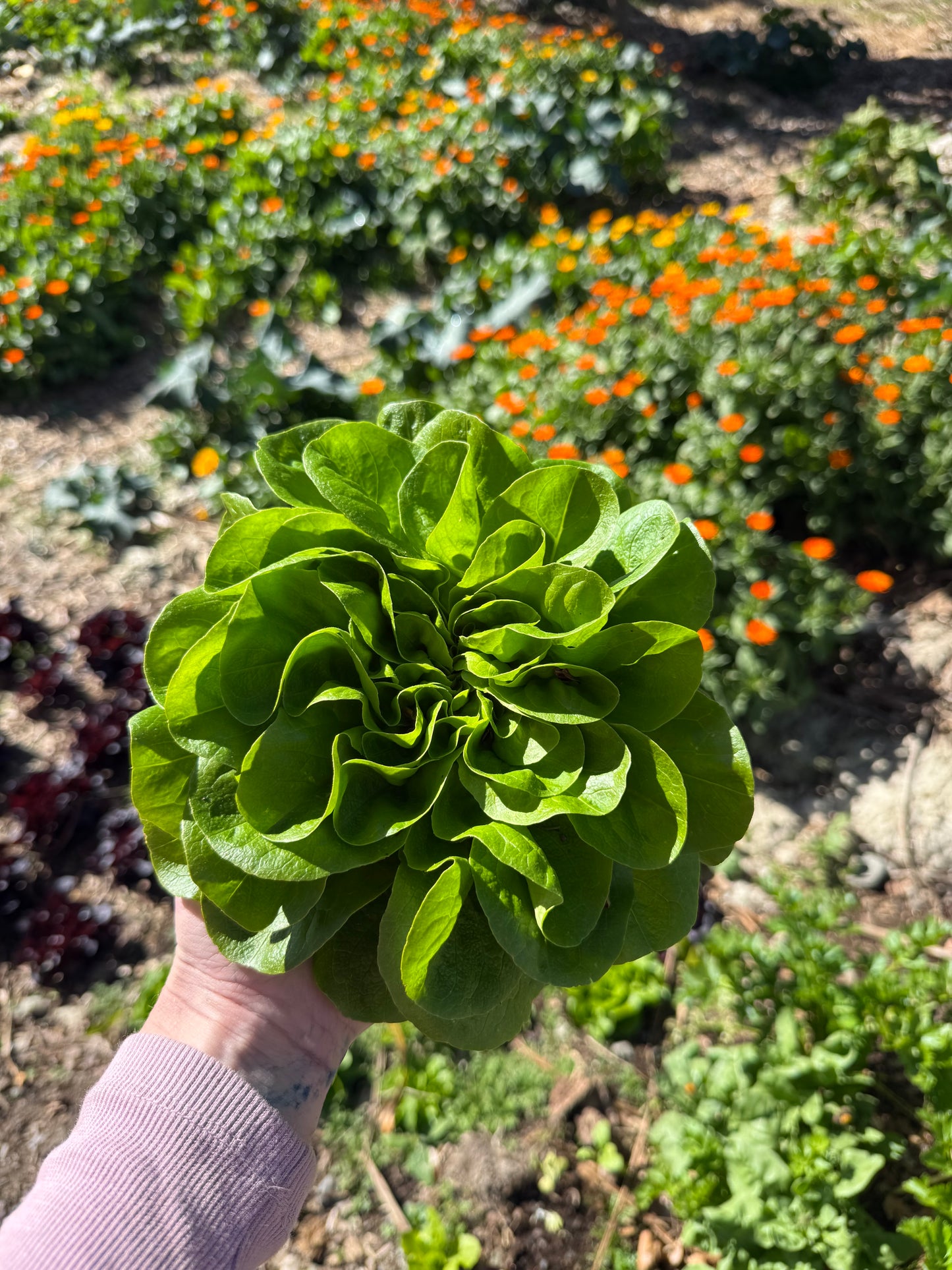 Lettuce Salanova Butterhead Green