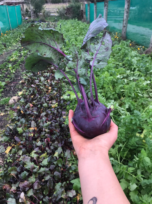 Organic Kohlrabi (200g)