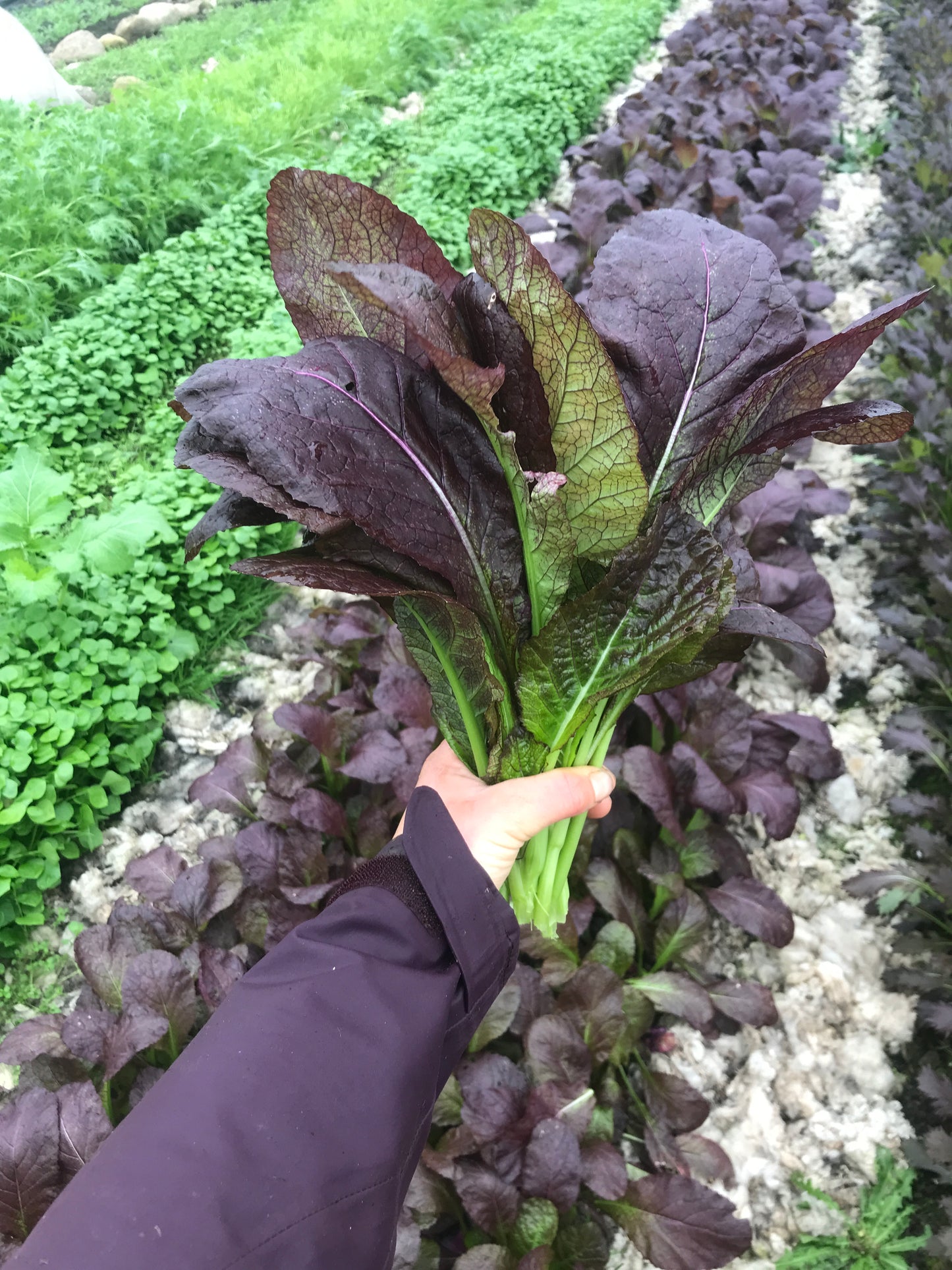 Organic purple mustard greens