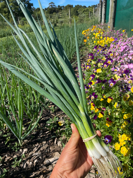Organic Spring Onions