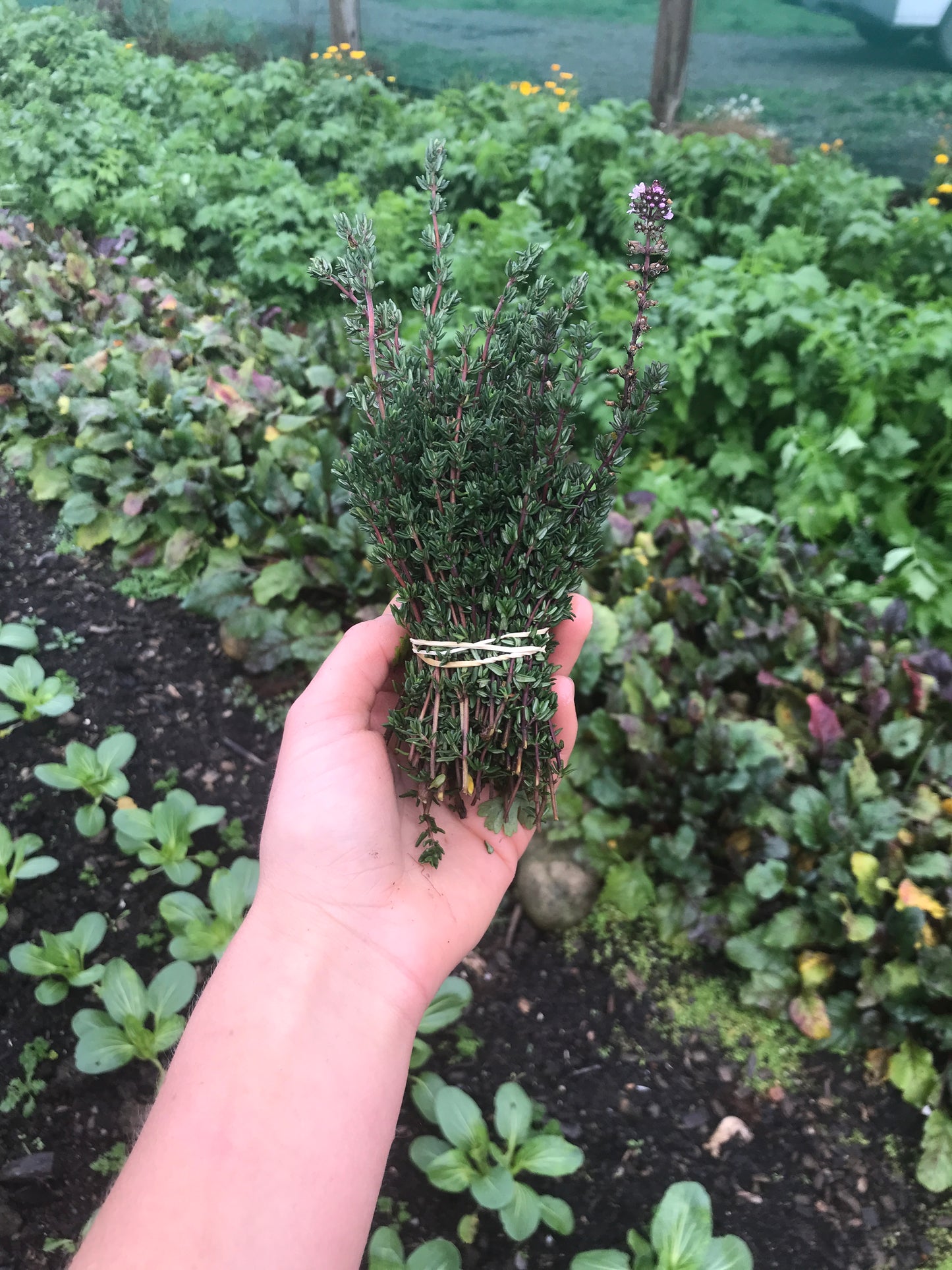 Organic Thyme