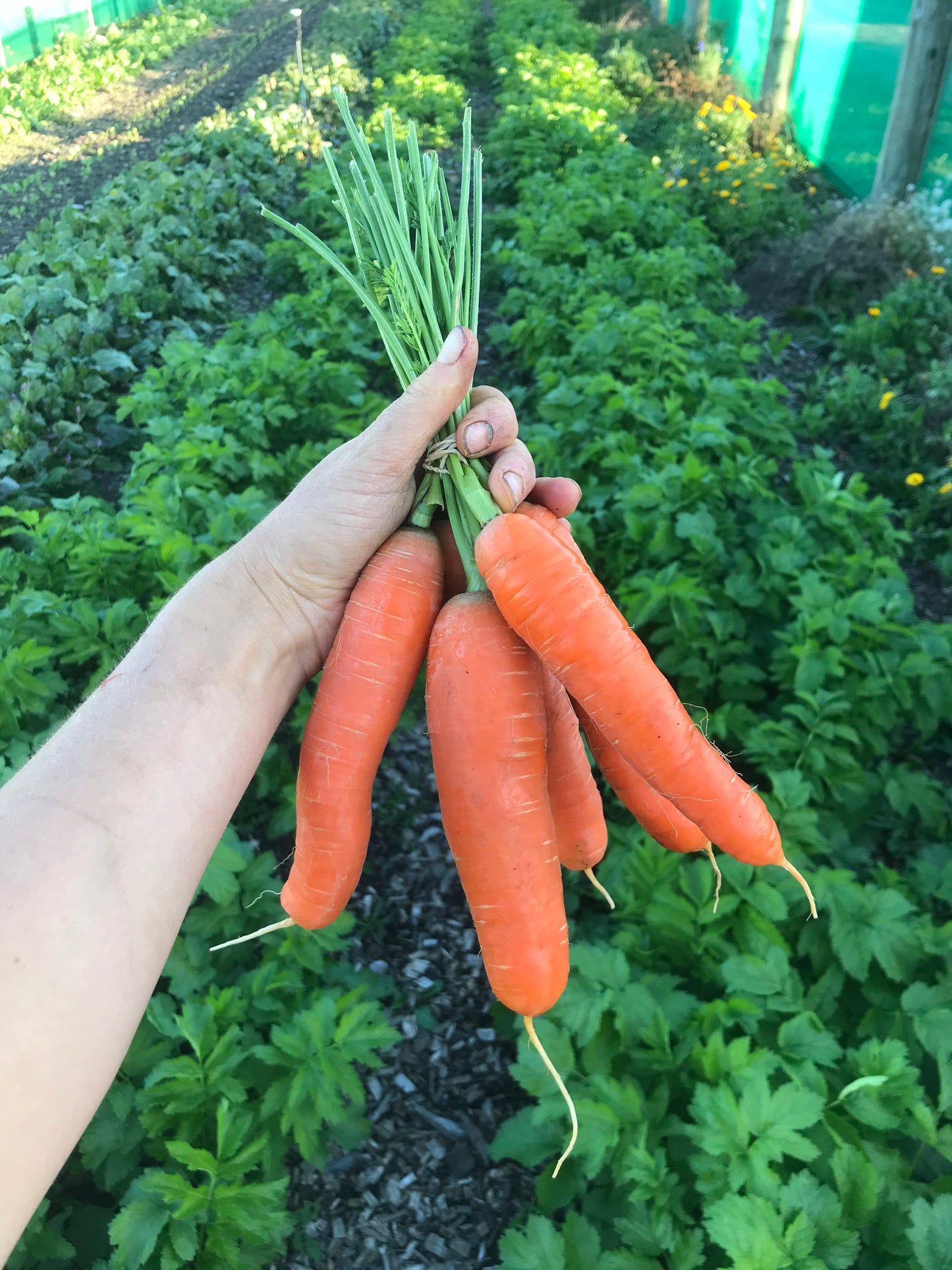 Organic carrots