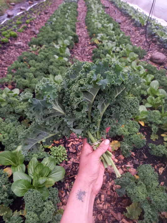 Organic curly kale