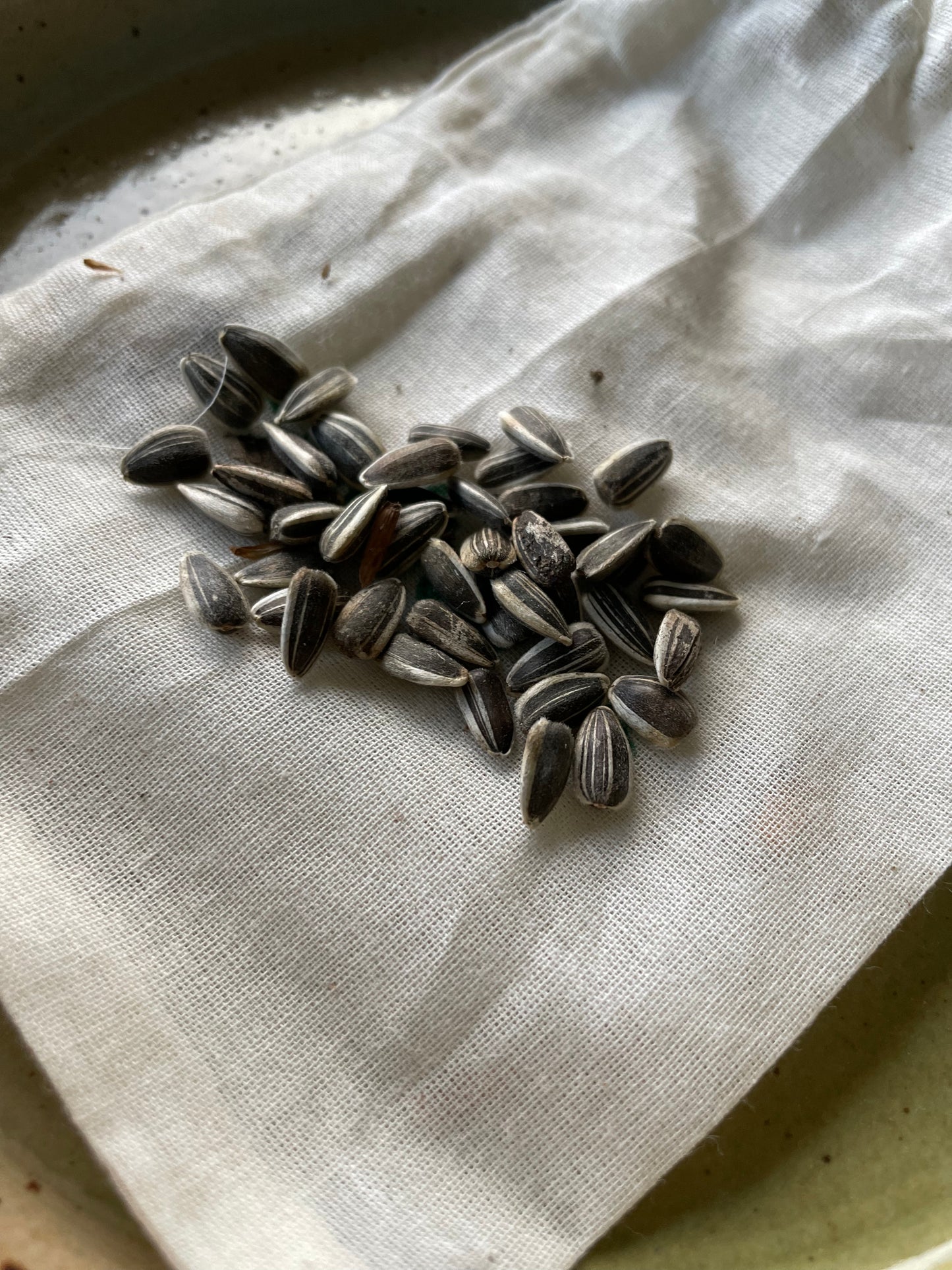 Organic sunflower seeds (for planting)