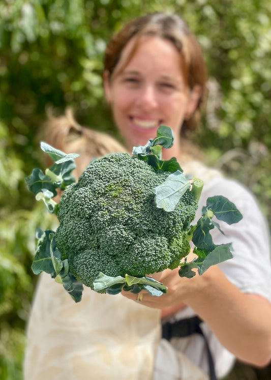 organic vegetables / little farms