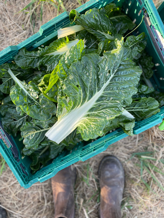 organic vegetables / little farms