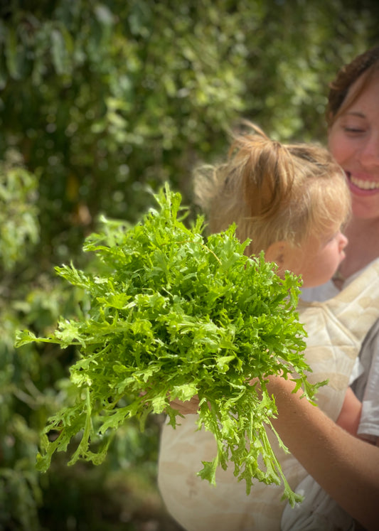 organic vegetables / little farms