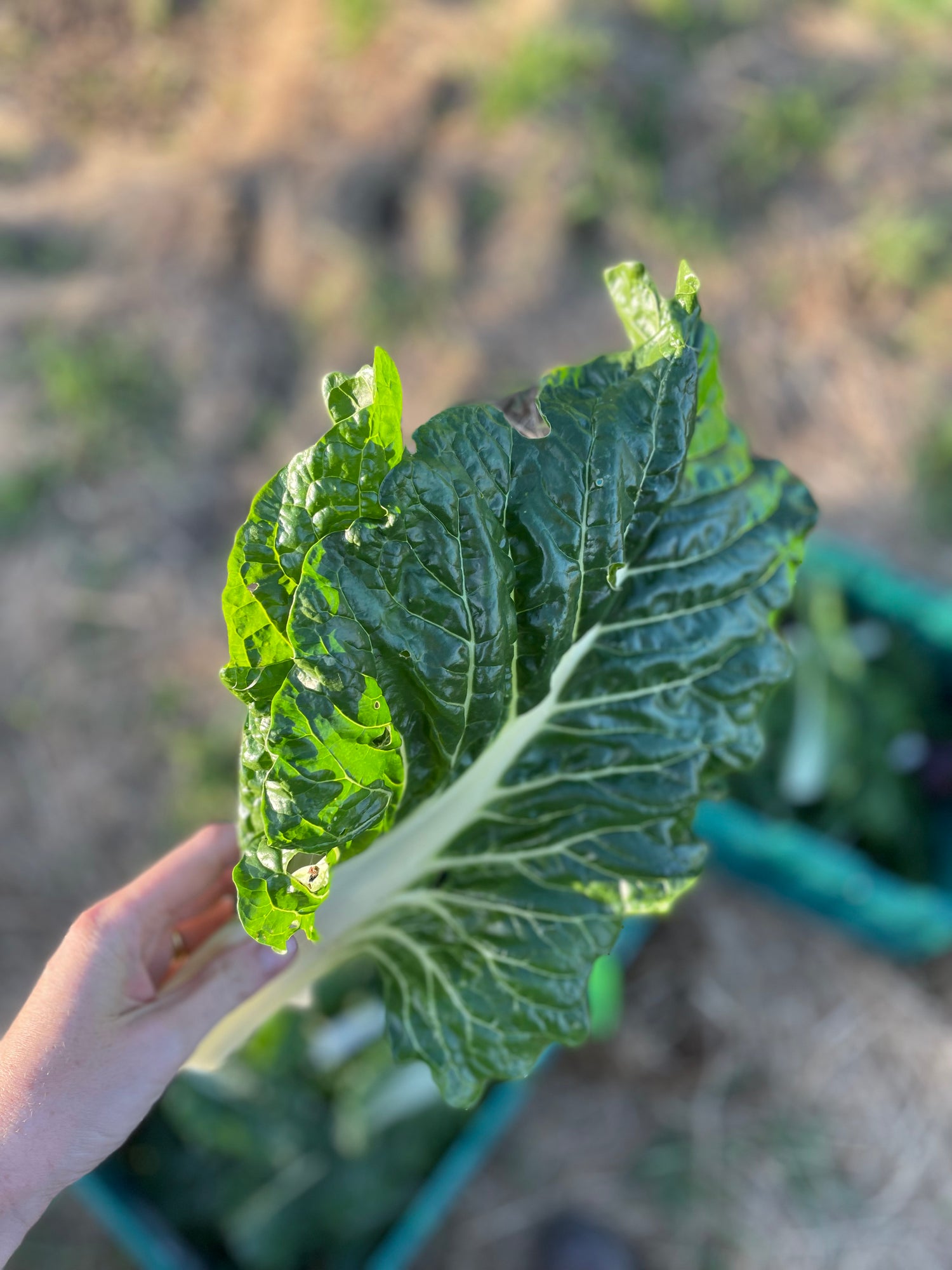 organic vegetables / little farms