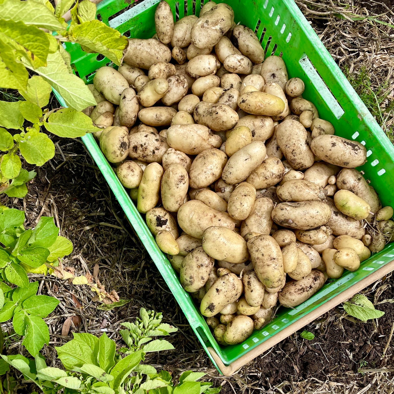 organic vegetables / little farms