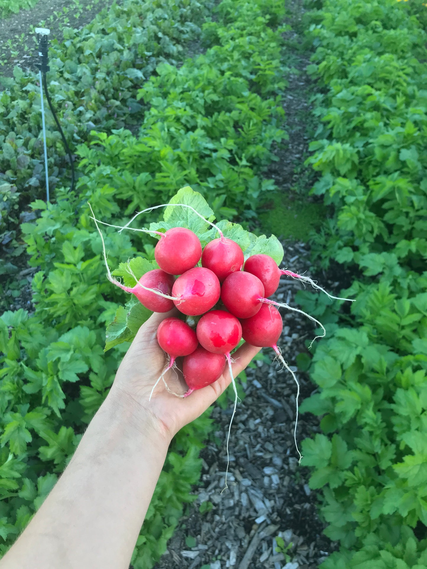 Organic radish