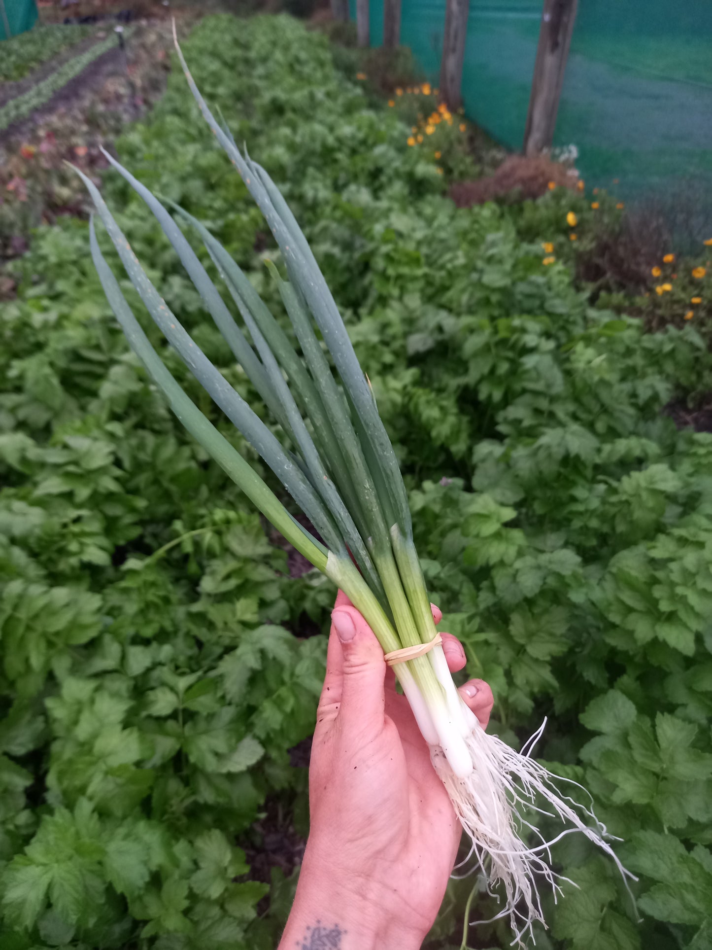 Organic Spring Onions