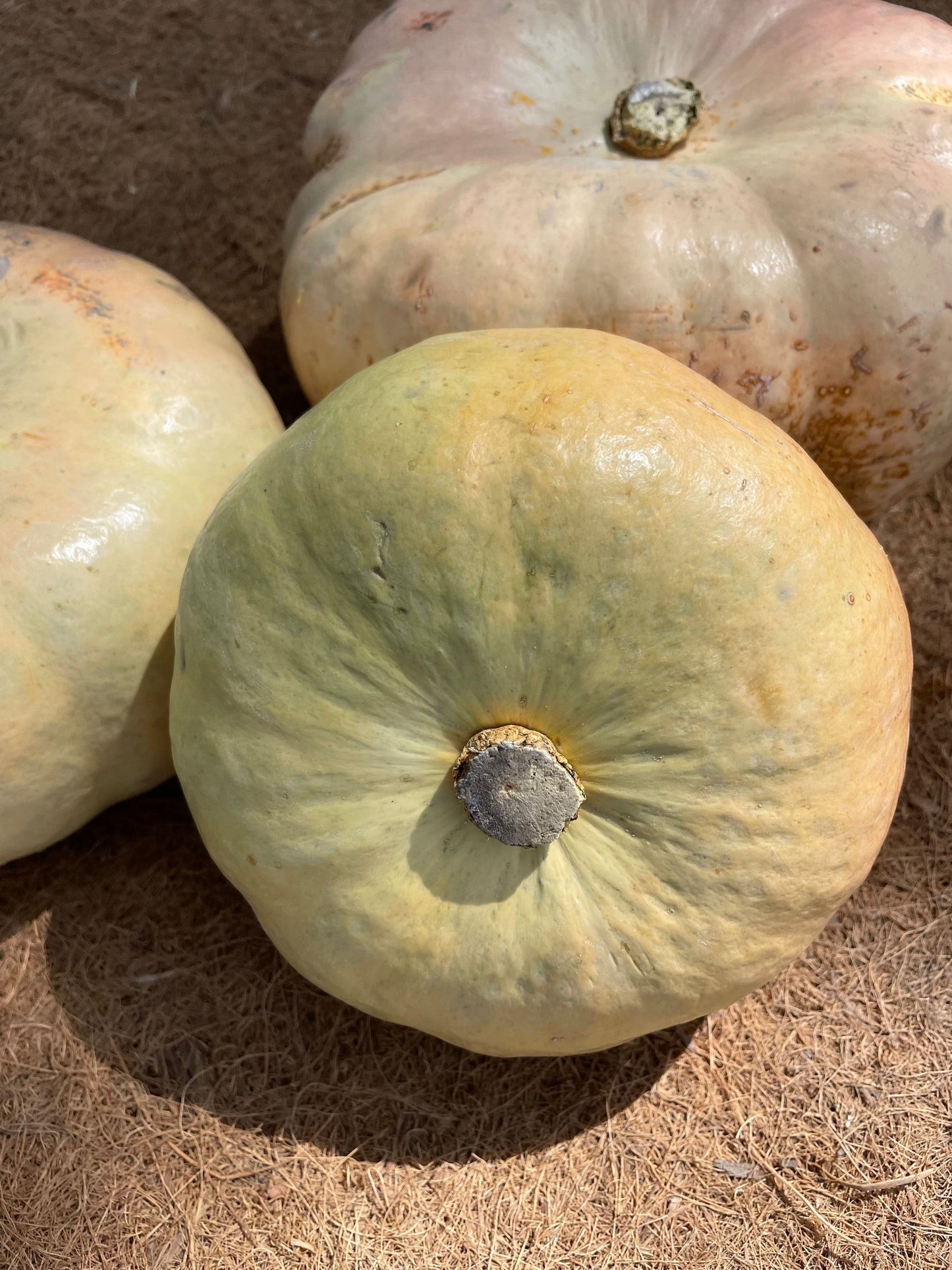 Organic Pumpkin (3kg)
