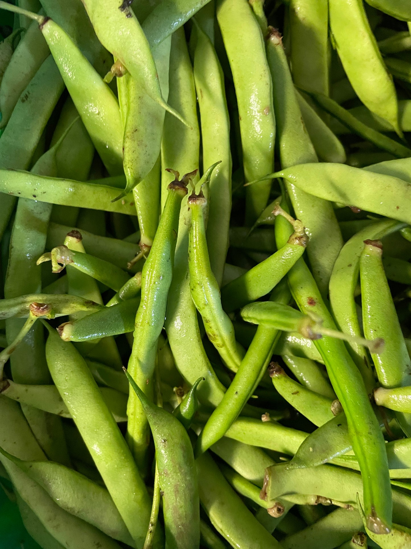Organic Flat beans