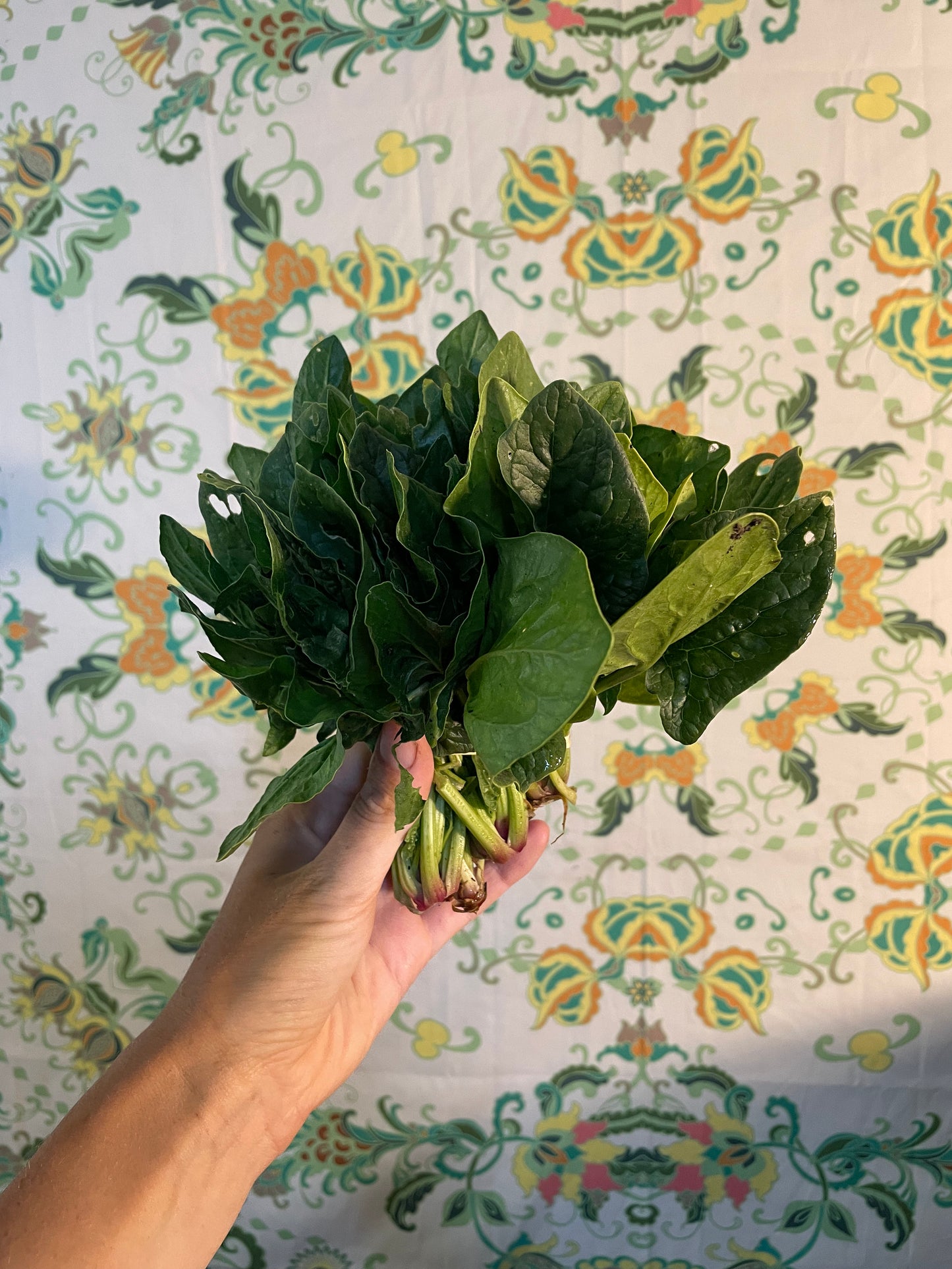 Organic spinach bunch