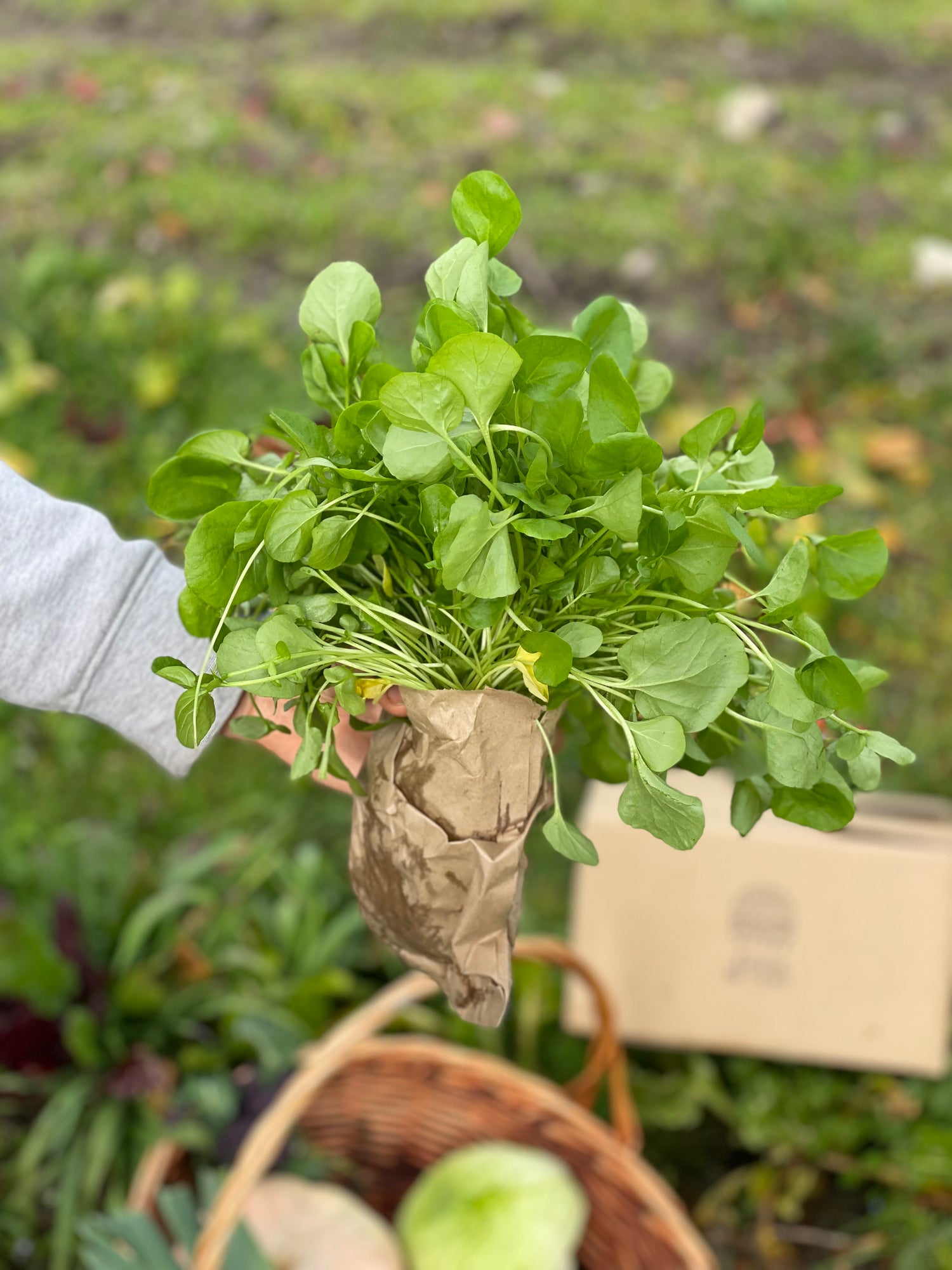 organic vegetables / little farms