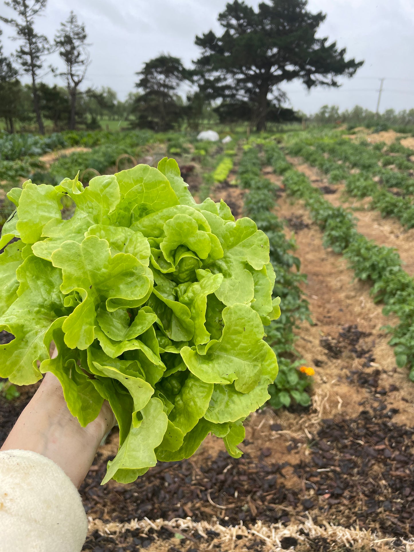 Organic green lettuce