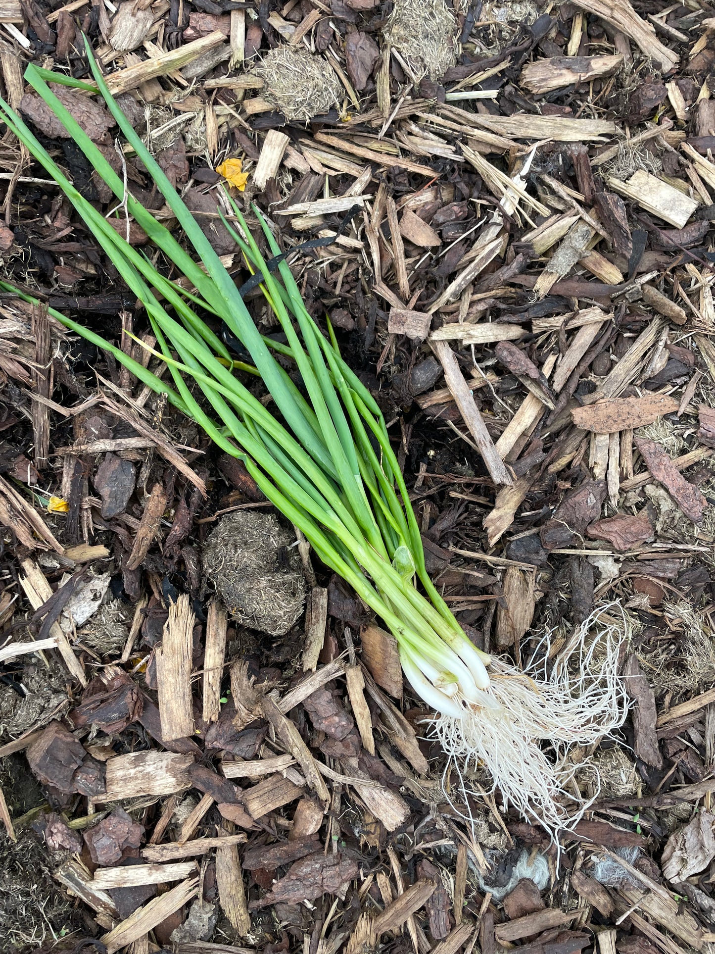 Organic Spring Onions
