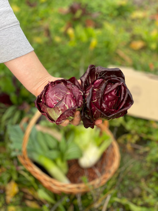 organic vegetables / little farms
